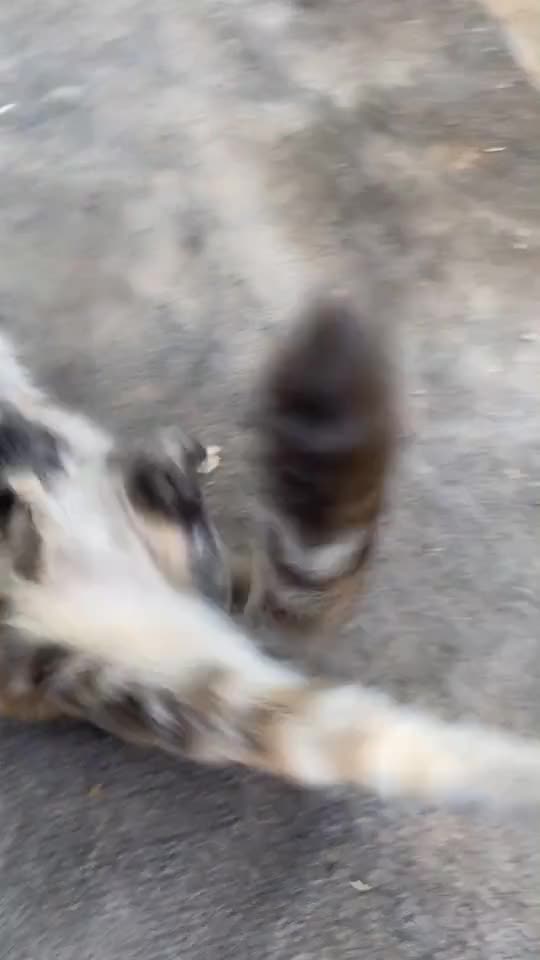 I Love Cats 🧡💚💙💜