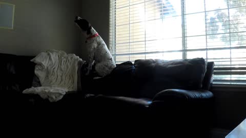 Dog sitting on couch howls at phone ringing