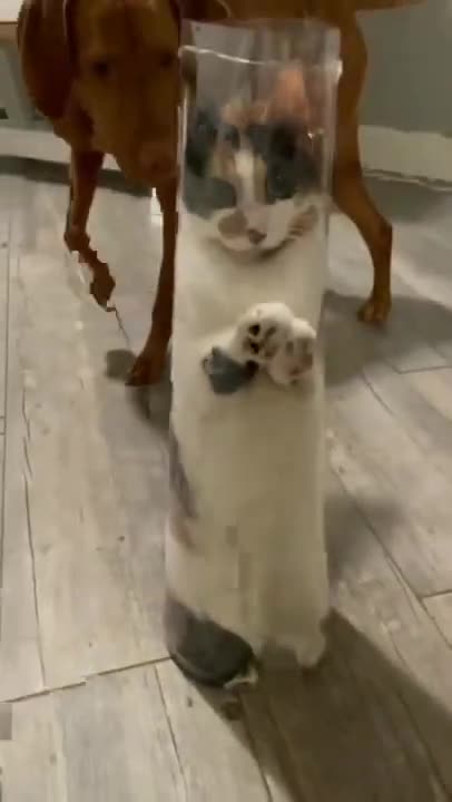 .Cats and dogs _ cats meowing _ cats funny videos #shorts