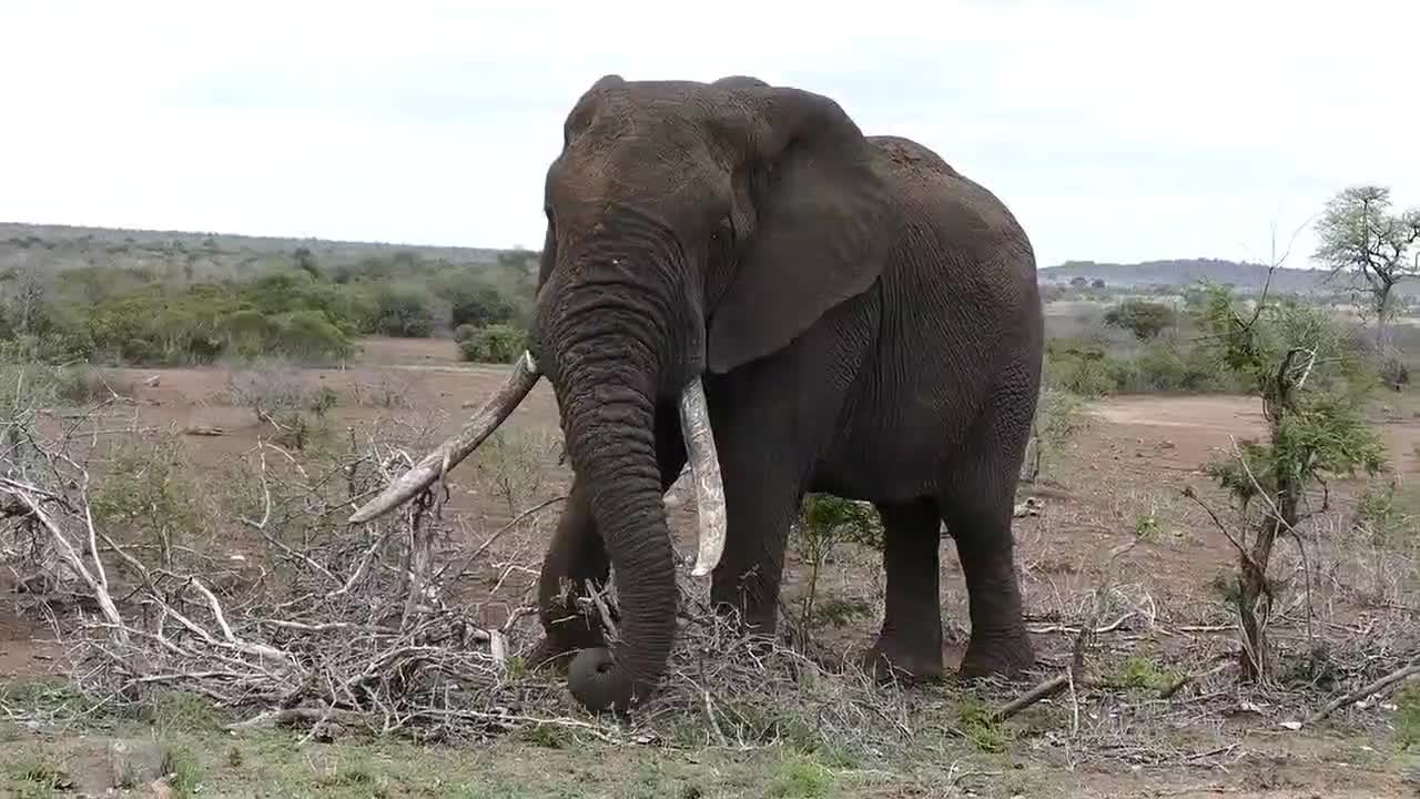 elephant