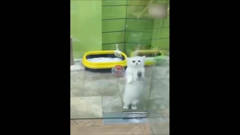 Funny Cats- dancing cats-cats playing-meowing cats