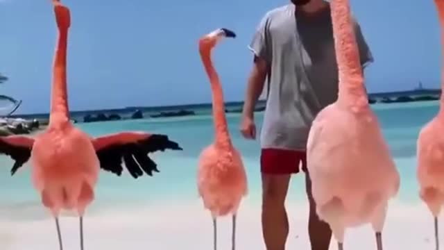 Funy birds flamingo