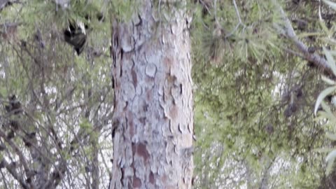 A squirrel in the park.