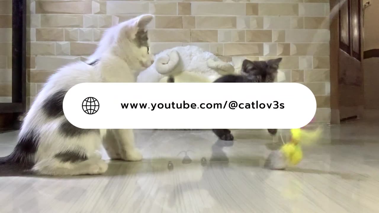 Ultimate Funny Cat Videos Compilation Best of TikTok Cats