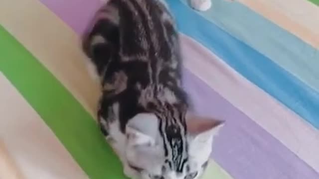 Cats are so funny PART 253 FUNNY CAT VIDEOS TIK TOK #Shorts