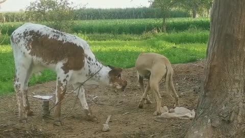 Cow's Calf Drinking Milk of Female Dog