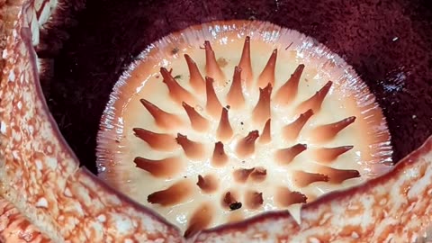 In SEARCH Of RAFFLESIA~It’s A Parasitic Plant Spends Most Of It’s Life Cycle Within Its Host A Tropical Vine Emerging Only To Bloom