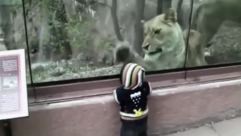 Videos de Animales Chistosos y Graciosos 2019