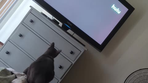Jumping Is Not His Specialty