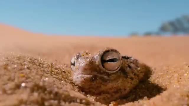 toad and monkey