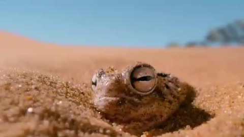 toad and monkey
