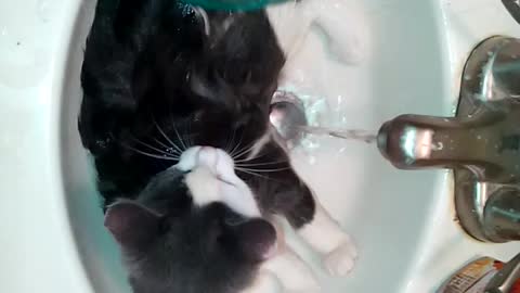 Kitty's First Bath