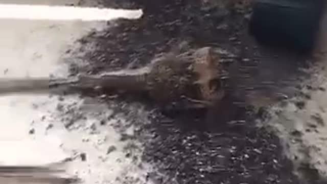 Dog leaves dirt and plant all over room