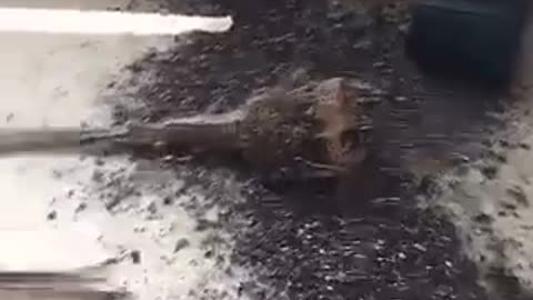 Dog leaves dirt and plant all over room