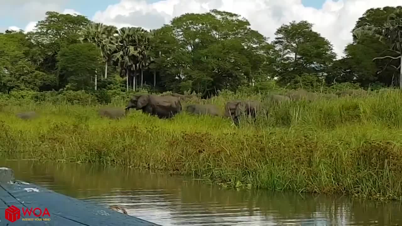 Elephant saved baby elephant from hunting crocodile