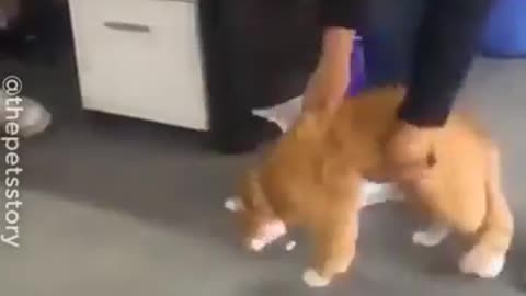 These Lazy Animals