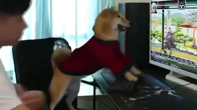 Dog Addicted to Fortnite Games.