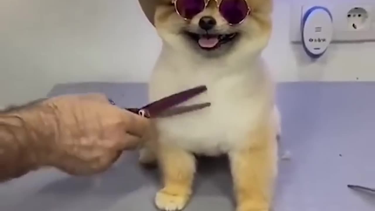 this dog gets a haircut