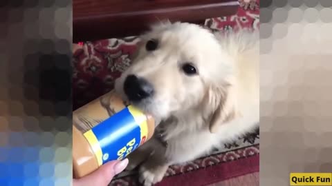 Golden Retrievers Funny Video