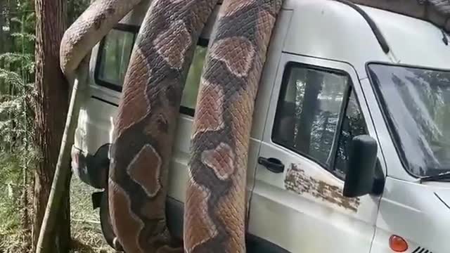 Snacks attack for cars