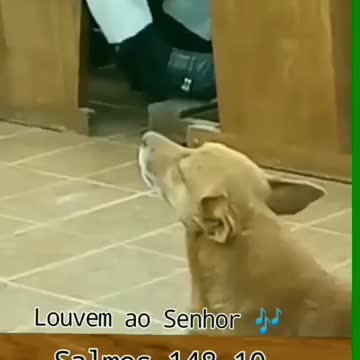 animal de estimação na igreja