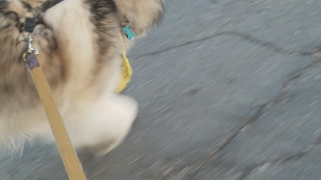 Husky puppy running with his tiny handicapped mama