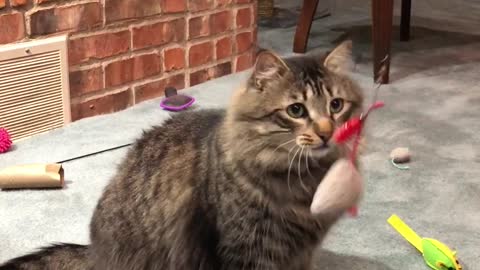 Cute Cat is playing with fish toy