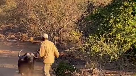 Buffalo chases man