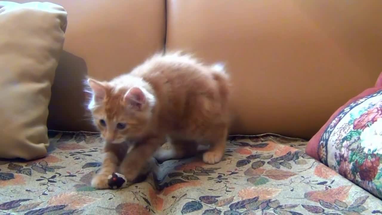 Un chaton occupé à jouer avec un petit jouet