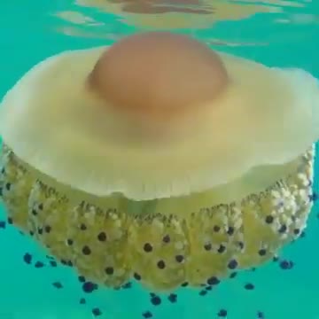 A fried egg jellyfish looks like a fried egg