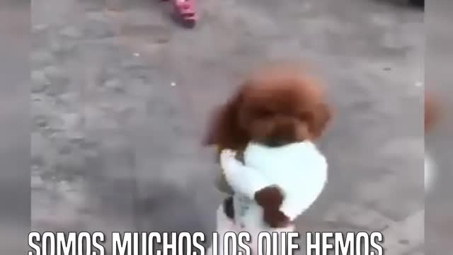 Perros que caminan en dos patas. Ayuda a parar esta tortura!