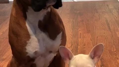 Brown dog grabs other other dog