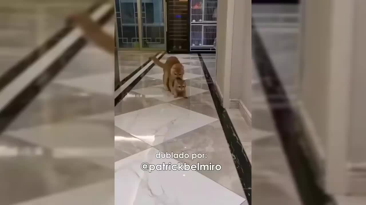 Best funny animal voiceovers 45