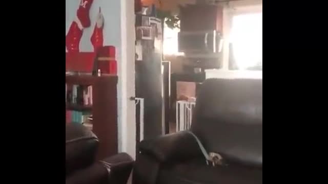 What are dogs for?