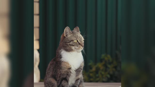cute animals | cute cats | cute pappy |cute dogs | cute birds|cute pets # shorts