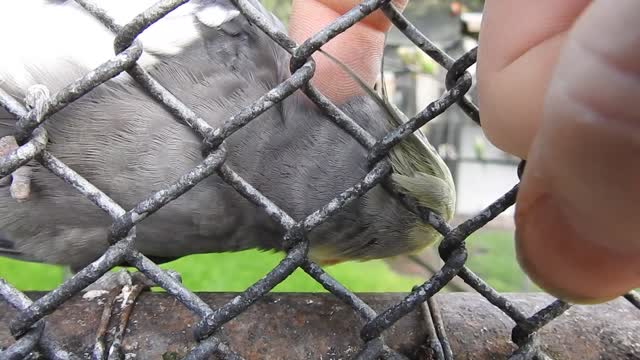 Cute Bird Cockatiel Loves Head Scratch