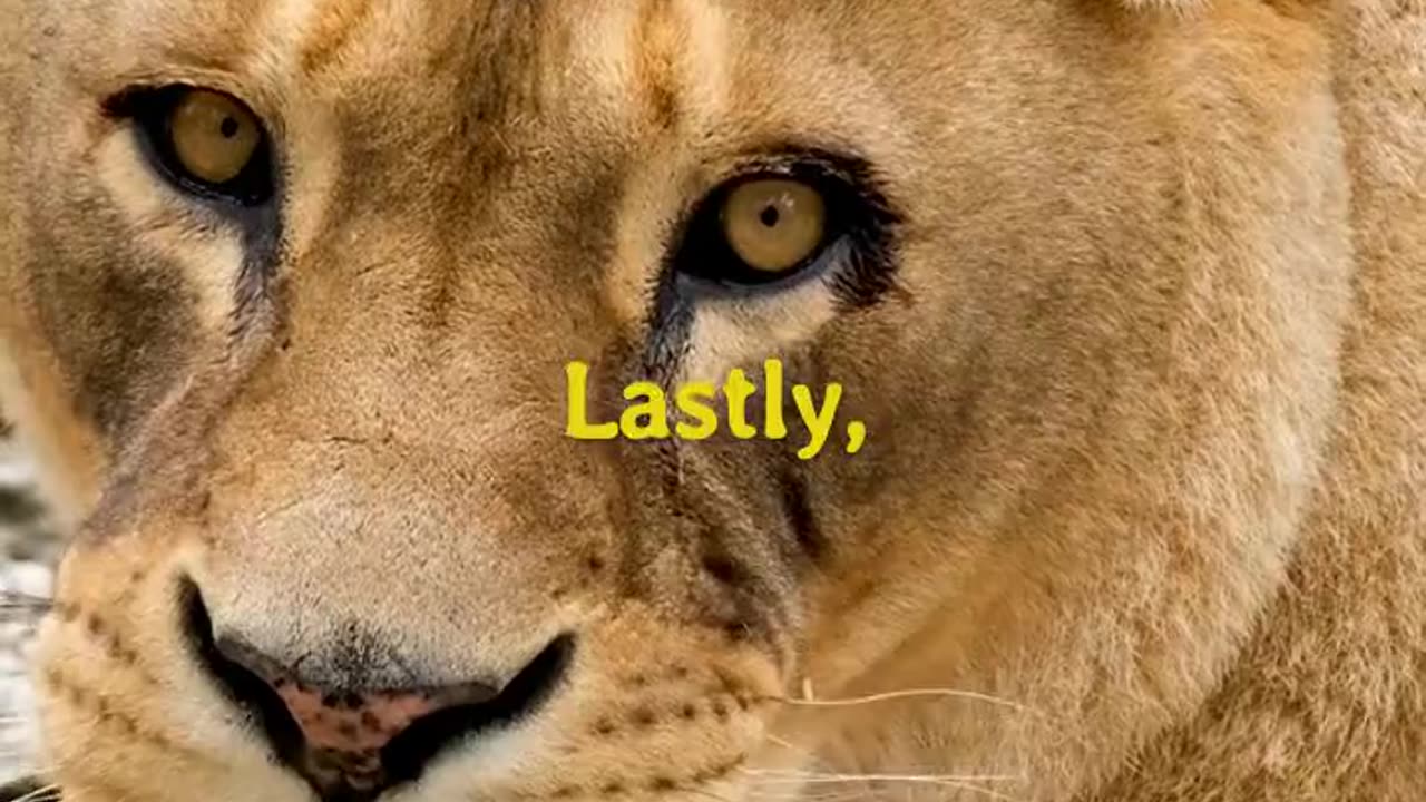 3 Facts about Lions