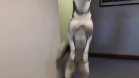 Funny Dogs 2021