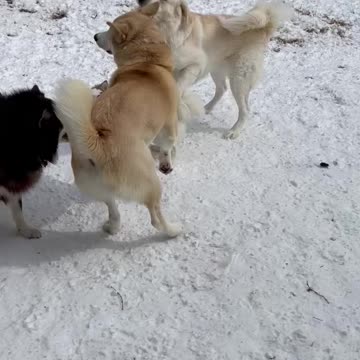 Texas Snow: Dogs playing with the snow