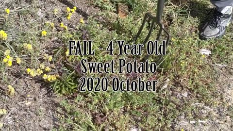 FAIL - 4 Year Old Sweet Potato 2020 Oct