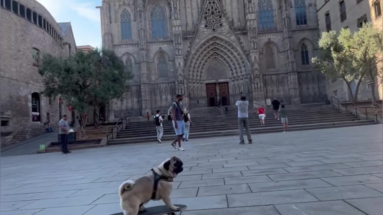 A pug skateboarding in Barcelona