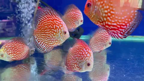 fish
