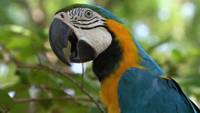 Gorgeous parrot in beauty