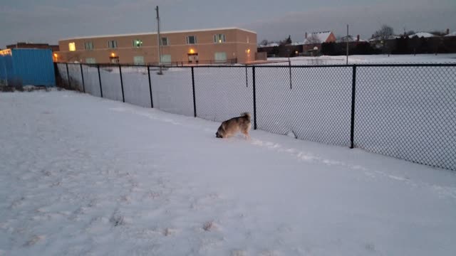 Bella the Husky Trying to Find Mice Part 2