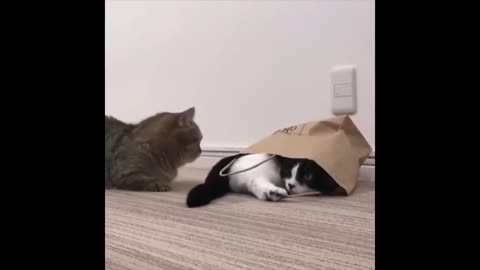 funny cats