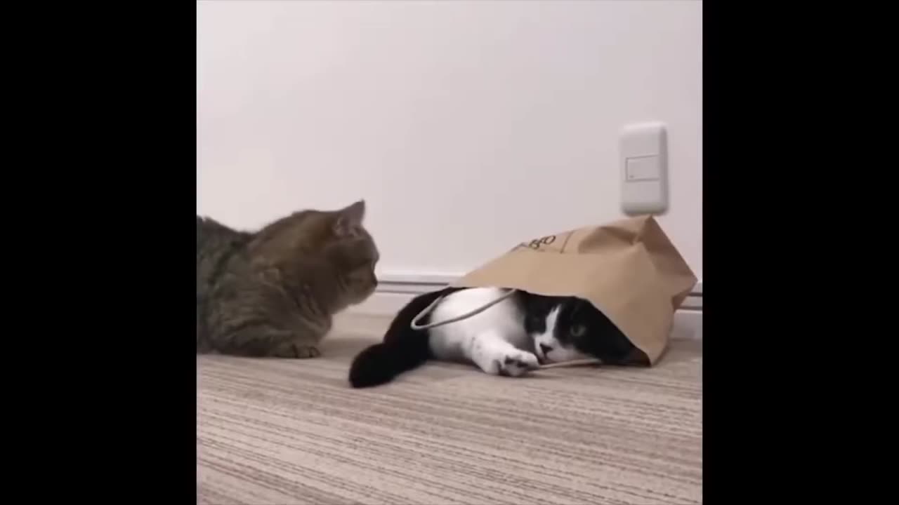funny cats