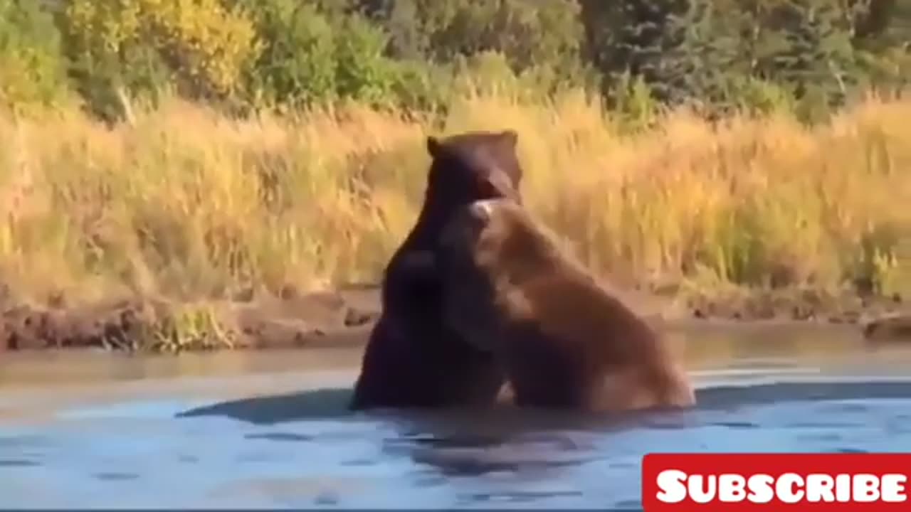 Best animal fights of all time. Animal fights compilation