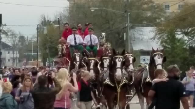 Clydesdales Up Close and Personal