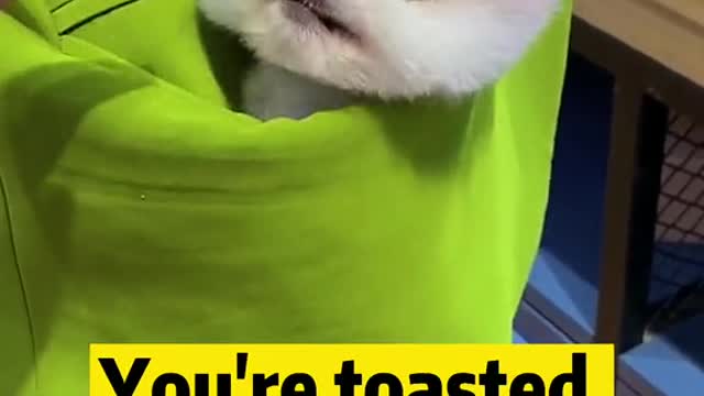 Funniest & Cutest Labrador Puppies - Funny Puppy Videos 2021