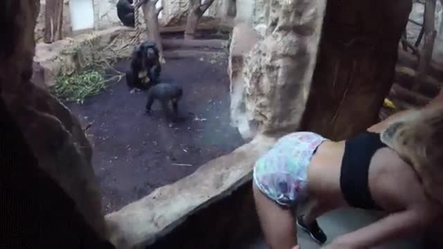 Twerking in front of monkeys